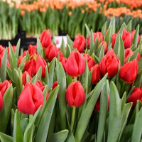 Тюльпан Red Stone (5 луковиц)