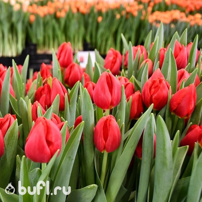 Тюльпан Red Stone (5 луковиц)