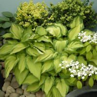 Хоста Albopicta (корень)