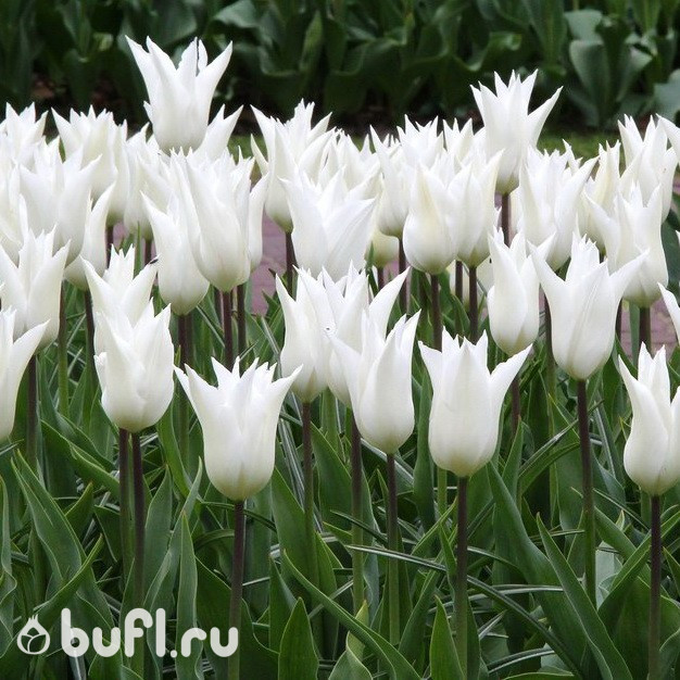 Тюльпан White Triumphator (5 луковиц)
