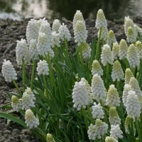 Мускари aucheri White Magic (10 луковиц)