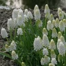 Мускари aucheri White Magic (10 луковиц)