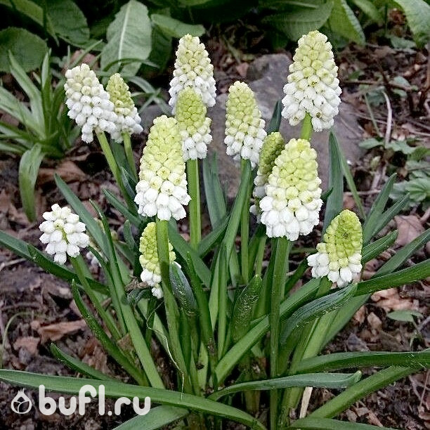 Мускари aucheri White Magic (10 луковиц)