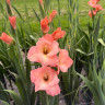 Гладиолус Donatella (5 луковиц)