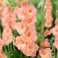 Гладиолус Donatella (5 луковиц)