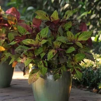 Колеус Premium Sun Mighty Mosaic (5 семян)