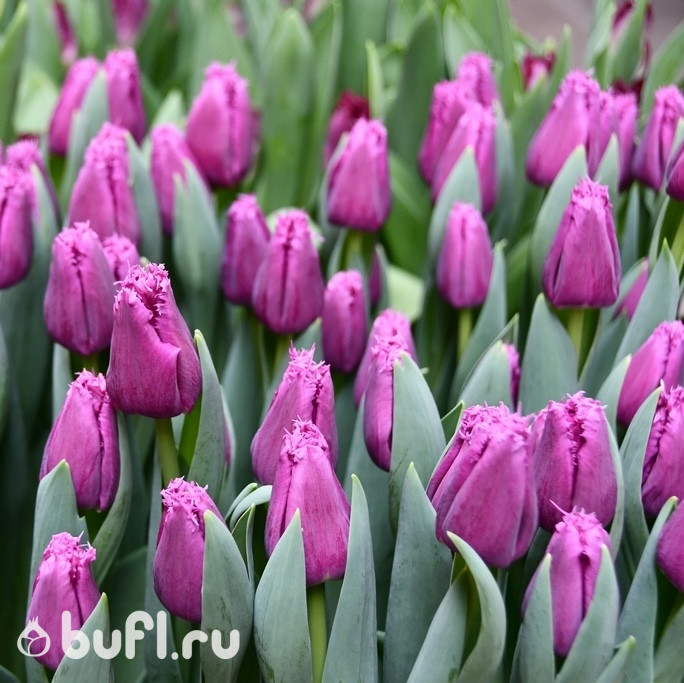 Тюльпан San Luiz (5 луковиц)