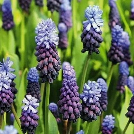 Мускари Latifolium (10 луковиц)