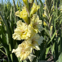 Гладиолус Dreamy Creamy (5 луковиц)