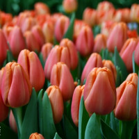 Тюльпан Time Out (5 луковиц)