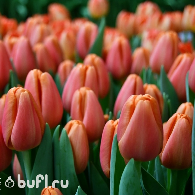 Тюльпан Time Out (5 луковиц)