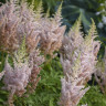Астильба chinensis Milk and Honey