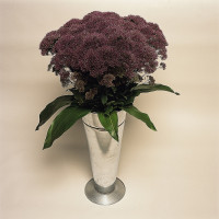 Трахелиум Lake Michigan Purple (семена 10 шт.)