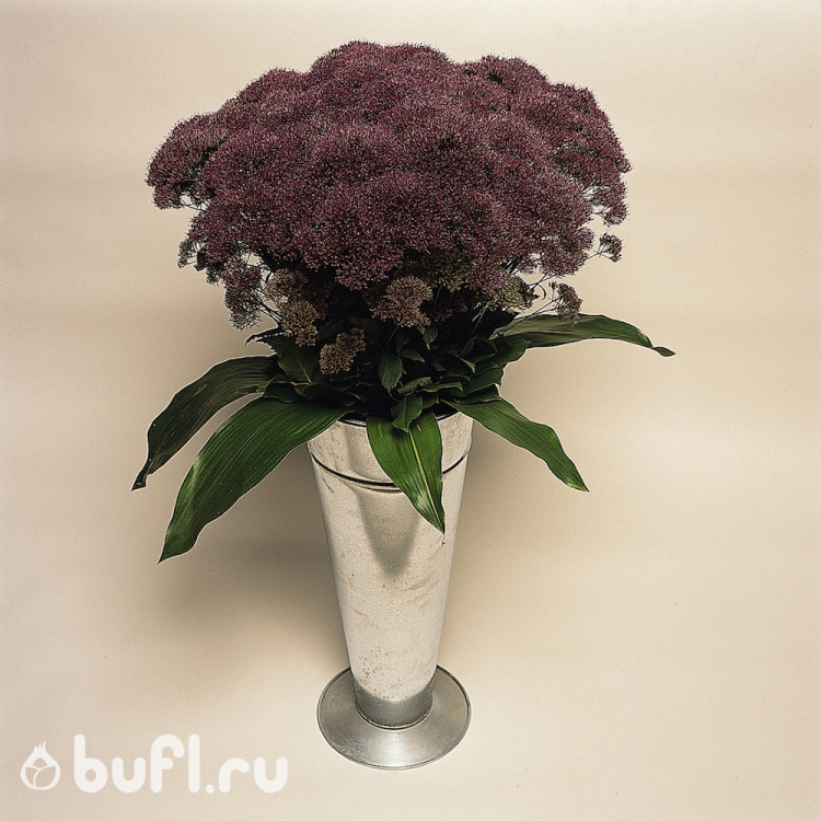 Трахелиум Lake Michigan Purple (семена 10 шт.)
