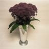 Трахелиум Lake Michigan Purple (семена 10 шт.)
