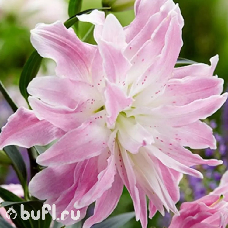 Луковицы лилий Lotus Elegance в интернет-магазине bufl.ru
