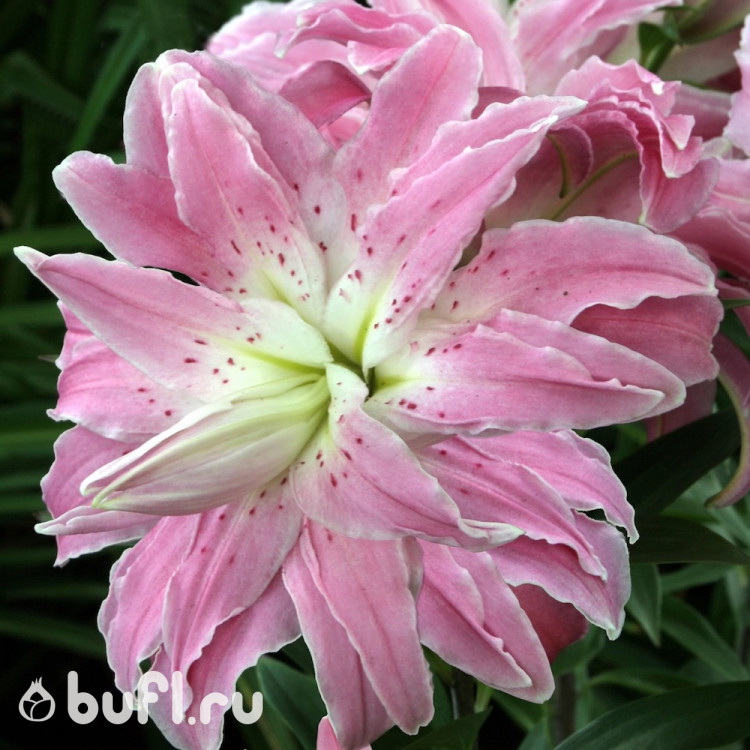 Лилия Lotus Elegance