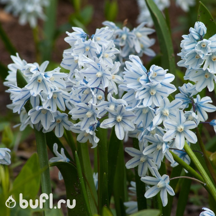 Puschkinia scilloides var. libanotica (10 луковиц)