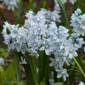 Puschkinia scilloides var. libanotica (10 луковиц)