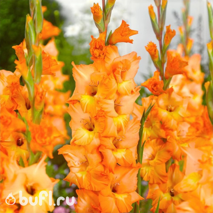 Гладиолус Flaming Sunset (5 луковиц)