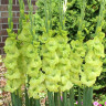Гладиолус Green Star (5 луковиц) Гладиолус Green Star (5 луковиц)