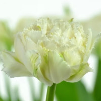 Тюльпан Сноу Кристал (Snow Crystal) 5 луковиц