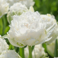 Тюльпан Сноу Кристал (Snow Crystal) 5 луковиц
