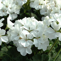 Пеларгония зональная карликовая Nano White (семена 5 шт.)