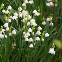 Leucojum aestivum (5 луковиц)