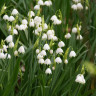 Leucojum aestivum (5 луковиц)