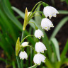 Leucojum aestivum (5 луковиц)