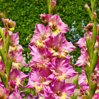 Гладиолус Happy Disco (5 луковиц)