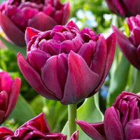 Тюльпан Alison Bradley (5 луковиц) Тюльпан Alison Bradley (5 луковиц)