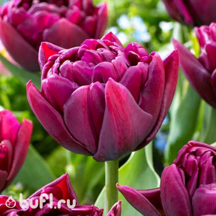 Тюльпан Alison Bradley (5 луковиц)