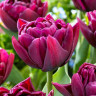 Тюльпан Alison Bradley (5 луковиц)