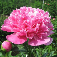 Пион Amabilis (корень)