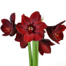 Гиппеаструм Red Pearl