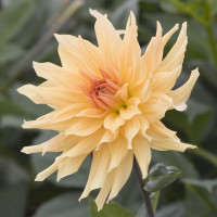 Георгин (Dahlia) Goldener Vulkan