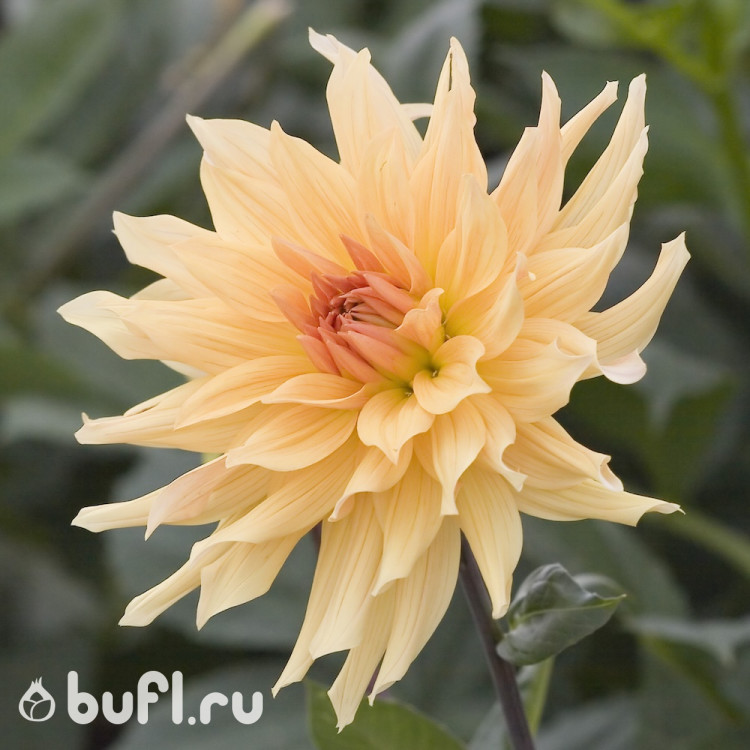 Георгин (Dahlia) Goldener Vulkan