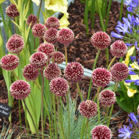 Allium Red Mohican (луковица)
