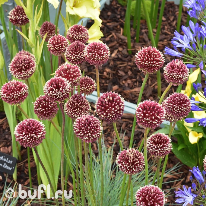 Allium Red Mohican (луковица)