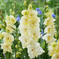 Гладиолус Happy Touch (5 луковиц)