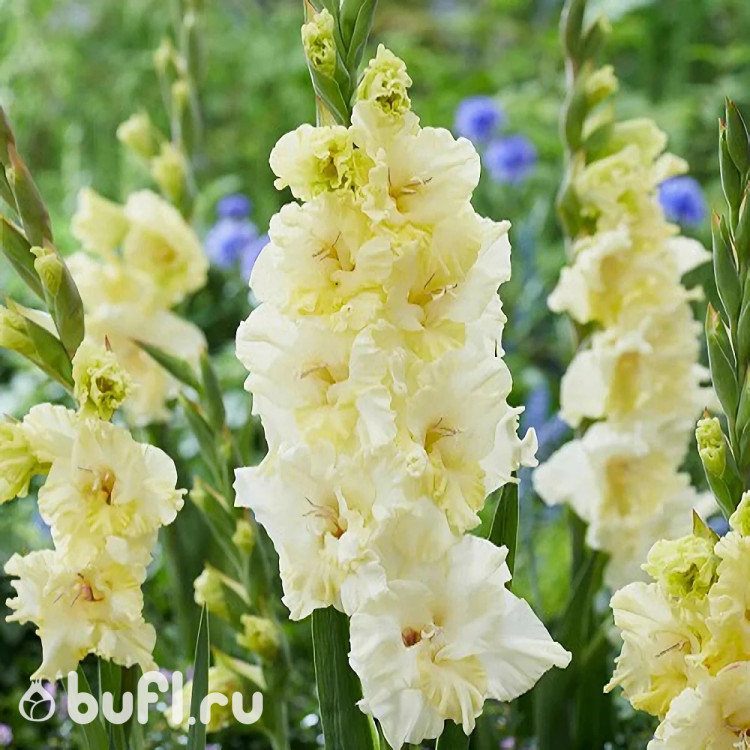 Гладиолус Happy Touch (5 луковиц)