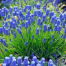 Мускари Армениакум (Muscari Armeniacum) 10 луковиц Мускари Армениакум (Muscari Armeniacum) 10 луковиц