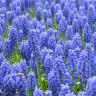 Мускари Армениакум (Muscari Armeniacum) 10 луковиц Мускари Армениакум (Muscari Armeniacum) 10 луковиц