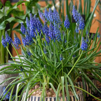 Мускари Армениакум (Muscari Armeniacum) 10 луковиц