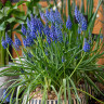 Мускари Армениакум (Muscari Armeniacum) 10 луковиц Мускари Армениакум (Muscari Armeniacum) 10 луковиц