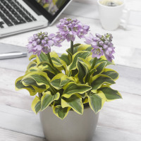 Хоста Mighty Mouse (S)