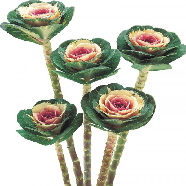 Капуста декоративная Crane Bicolour Капуста декоративная Crane Bicolour