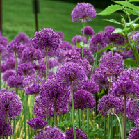 Allium Purple Sensation (3 луковицы)